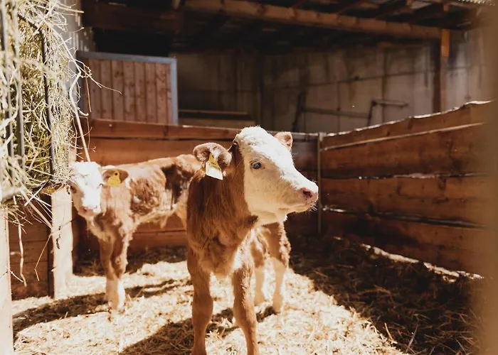 Feldinggut Farm stay